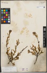 Foto von Salix starkeana Willd.